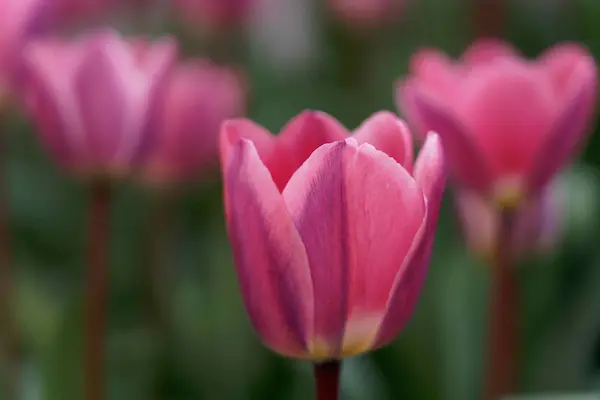 Tulip Top Gardens (74)